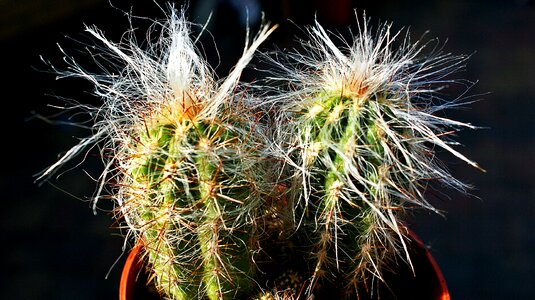 Vegetable cacti indoor plant