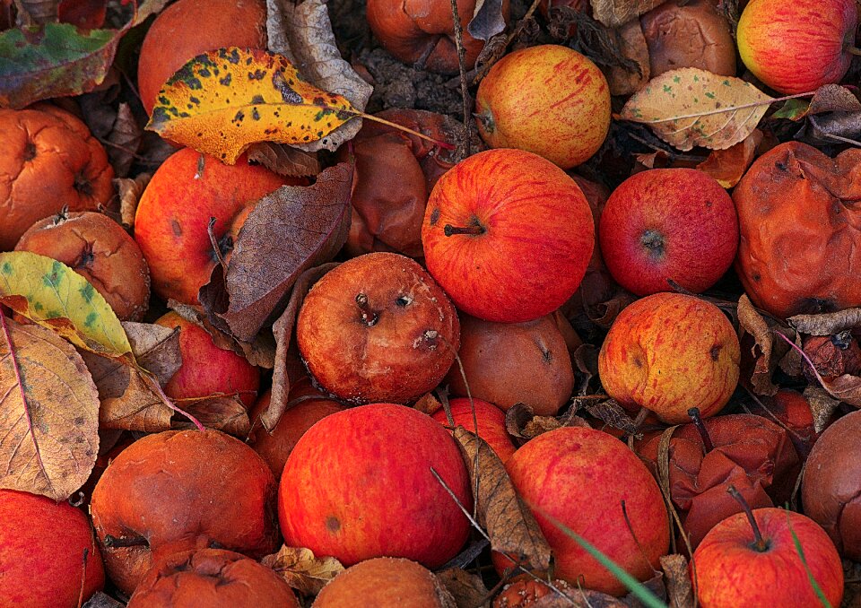 Orchard fruits autumn