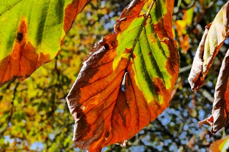 Colorful leaves nature leaves