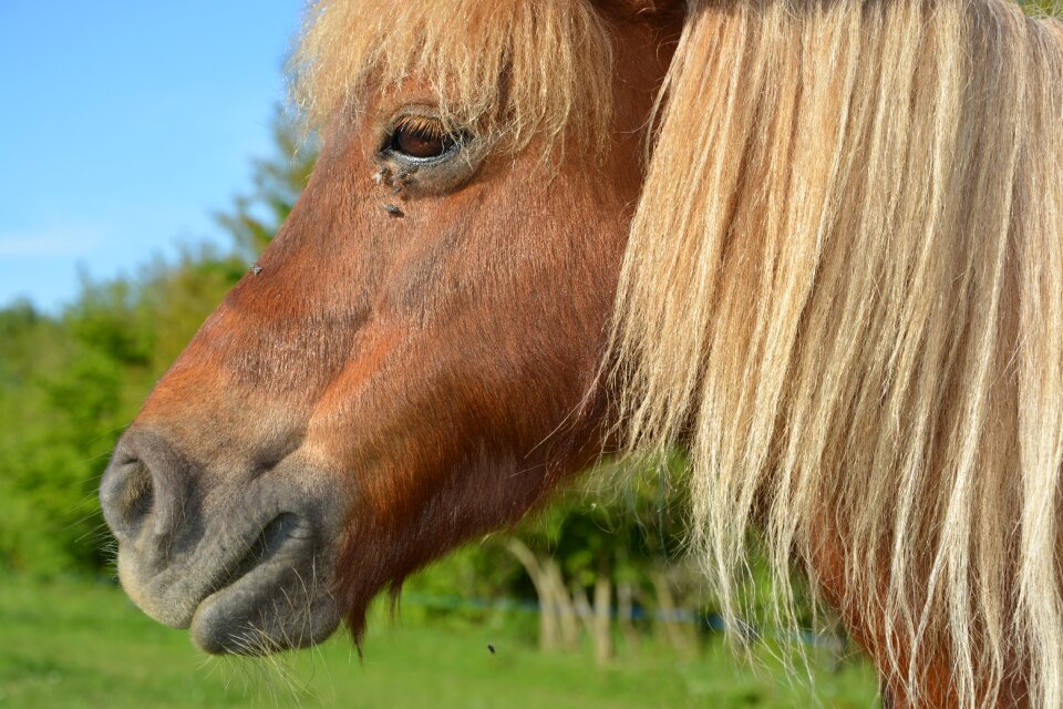 Mane washed small horse horseback riding