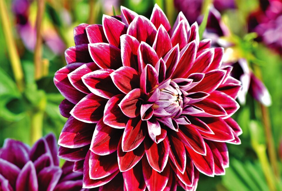 Arrangement bouquet bud