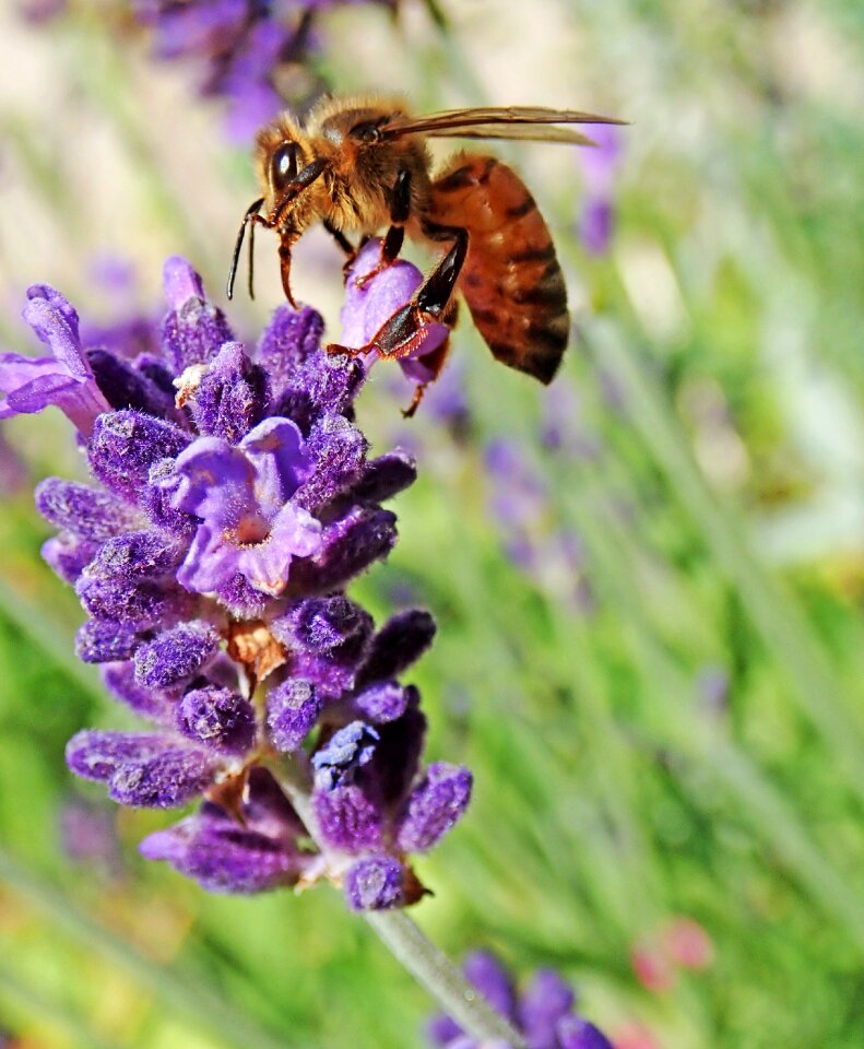 Lavender flower nature photo