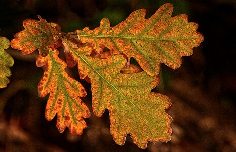 Dry autumn leaf coloring photo