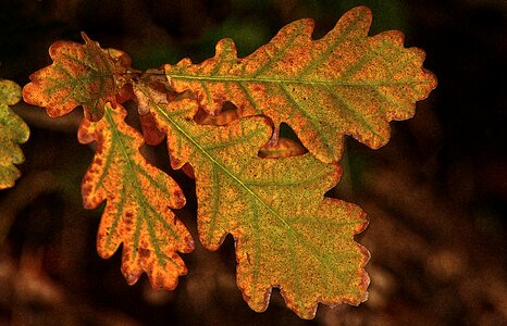 Dry autumn leaf coloring