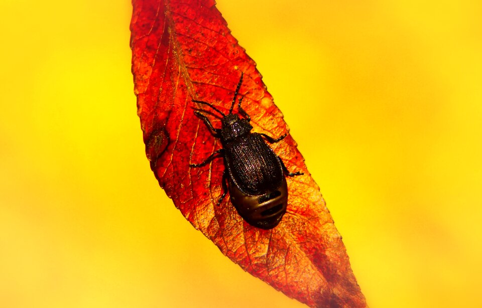 Autumn seasons of the year animals