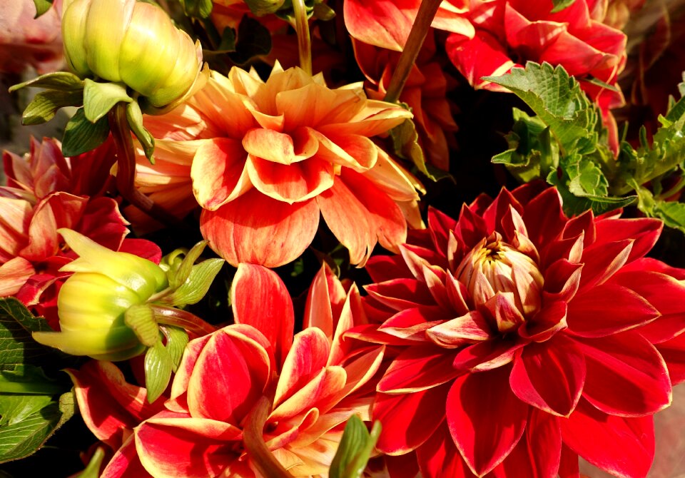 Color garden summer