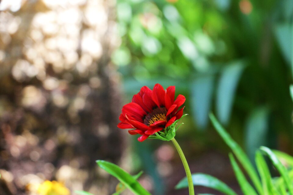 Bud flora nature