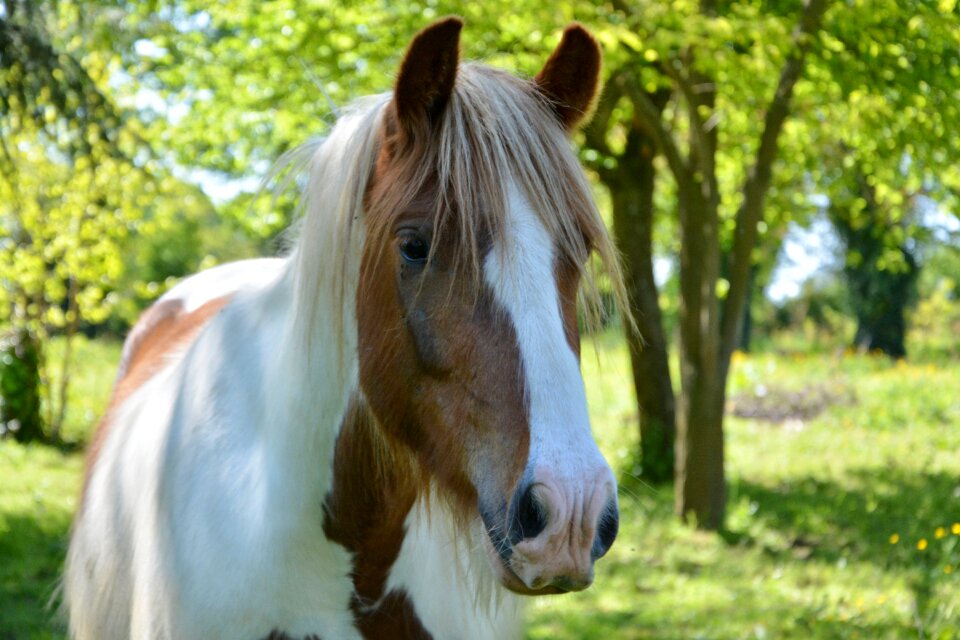 Horseback riding horses mane