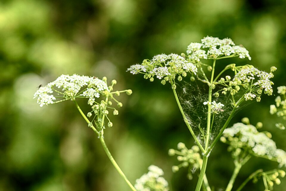 Flower nature spring