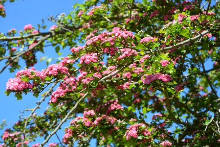 Flowers apple-tree spring flowering photo