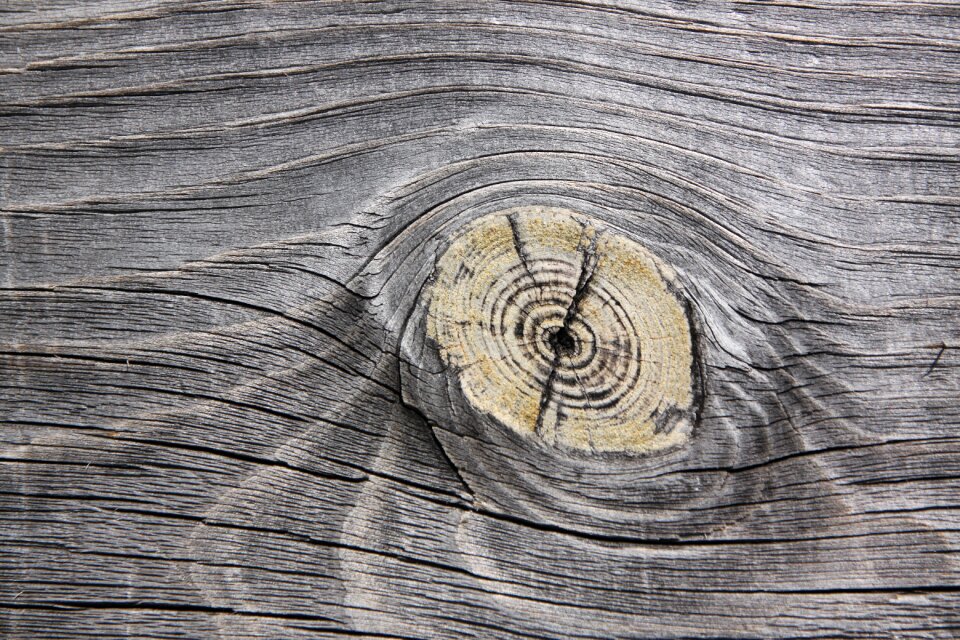 Pore wood structure knot