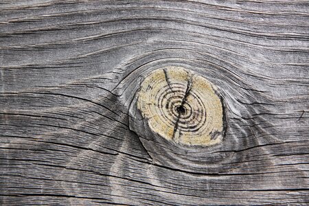 Pore wood structure knot