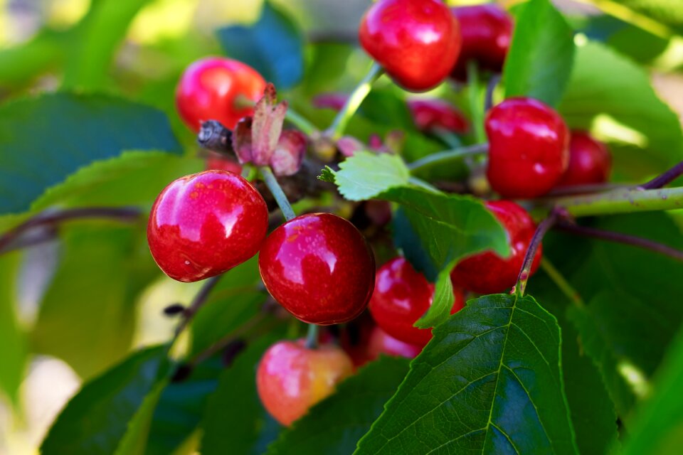 Fruit tree fruits delicious
