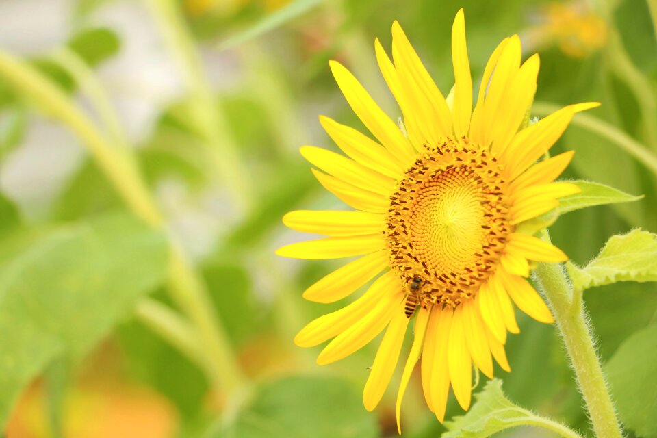Sunflower yellow flora