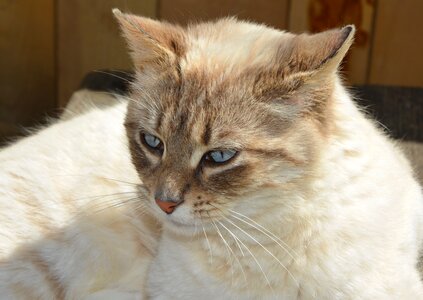 Blue eyes cat eyes domestic animal photo