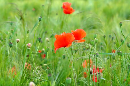 Klatschmohn blossom bloom