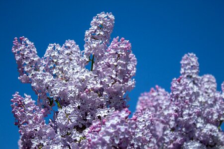 Flowers blossom tree