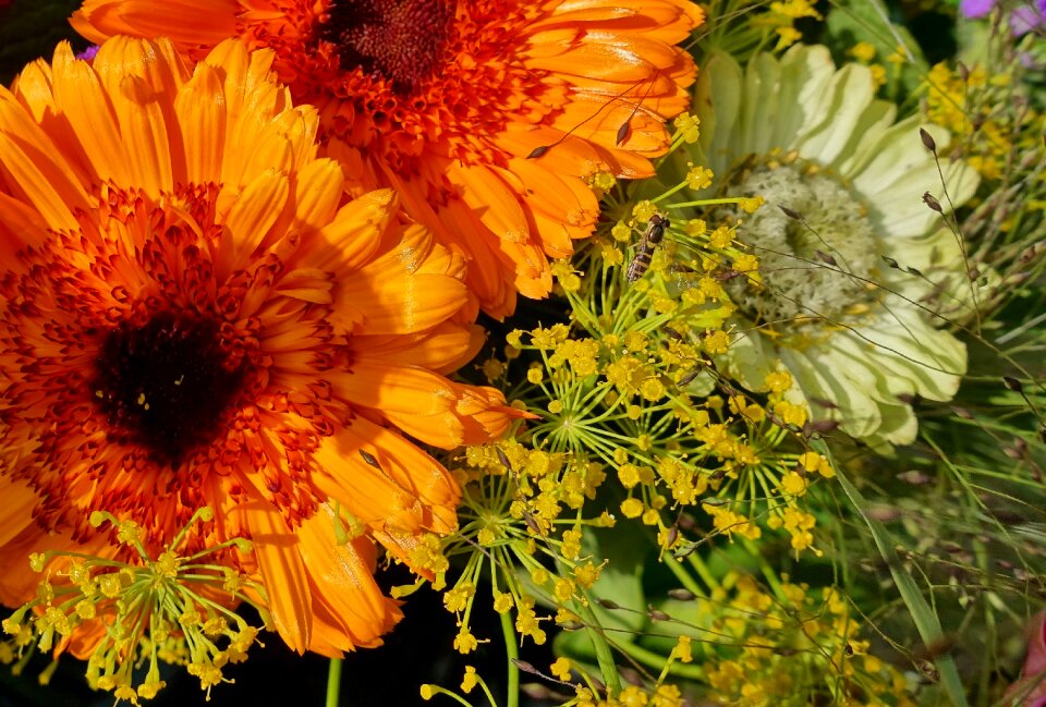 Garden summer nature