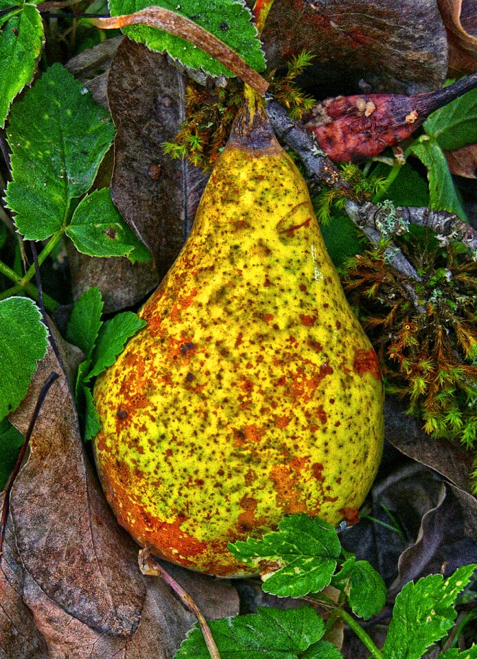 Orchard fruits autumn
