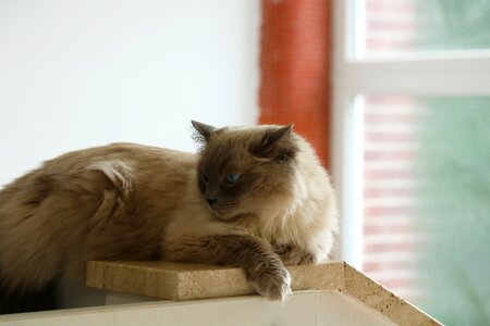 Lying relax animal