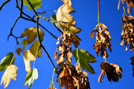 Nose zwicker leaves deciduous tree