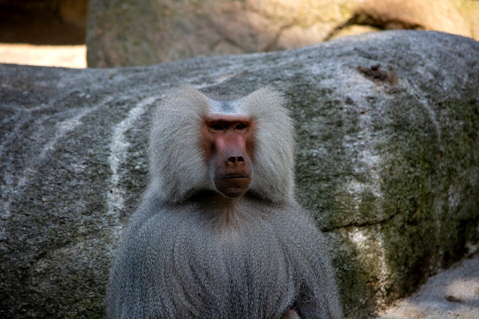 Animal world nature grey