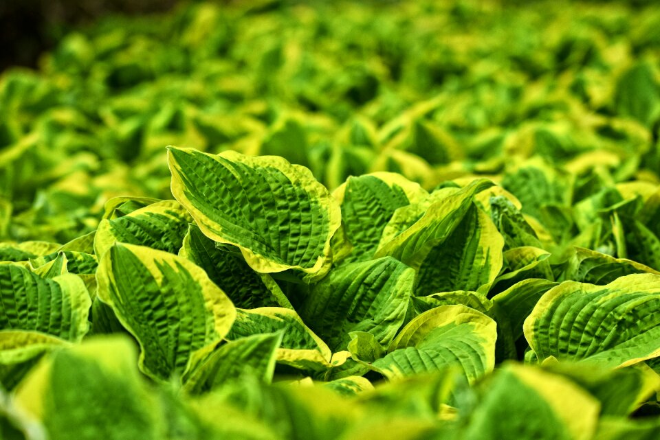 Plant spring growth leaes