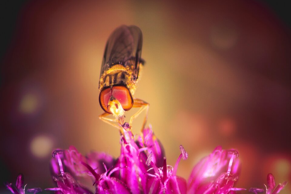 Flying flower insect