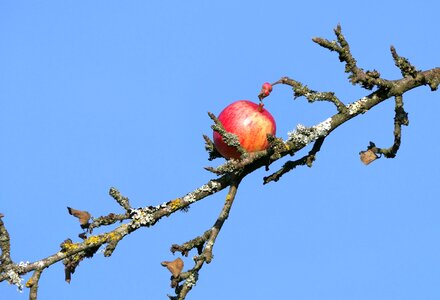 In november late autumn nature