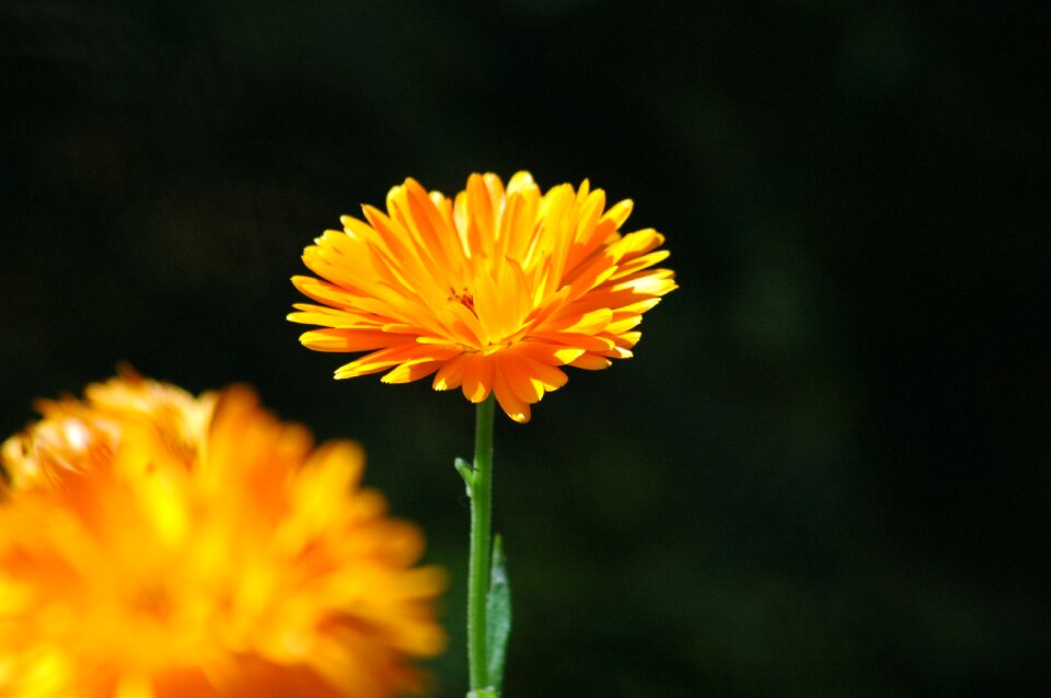 Orange yard light