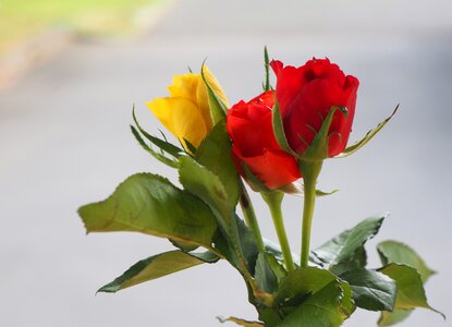 Yellow flowers romantic