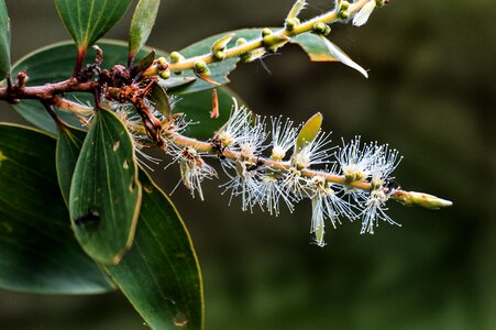 Animal wildlife detailed