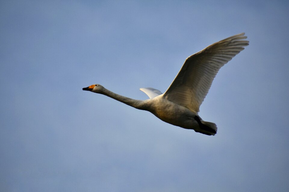 Wild birds waterfowl fields