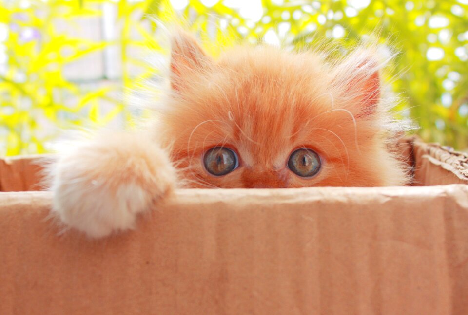 Domestic animal little