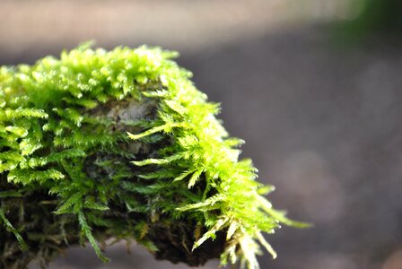 Wild growth tribe forest