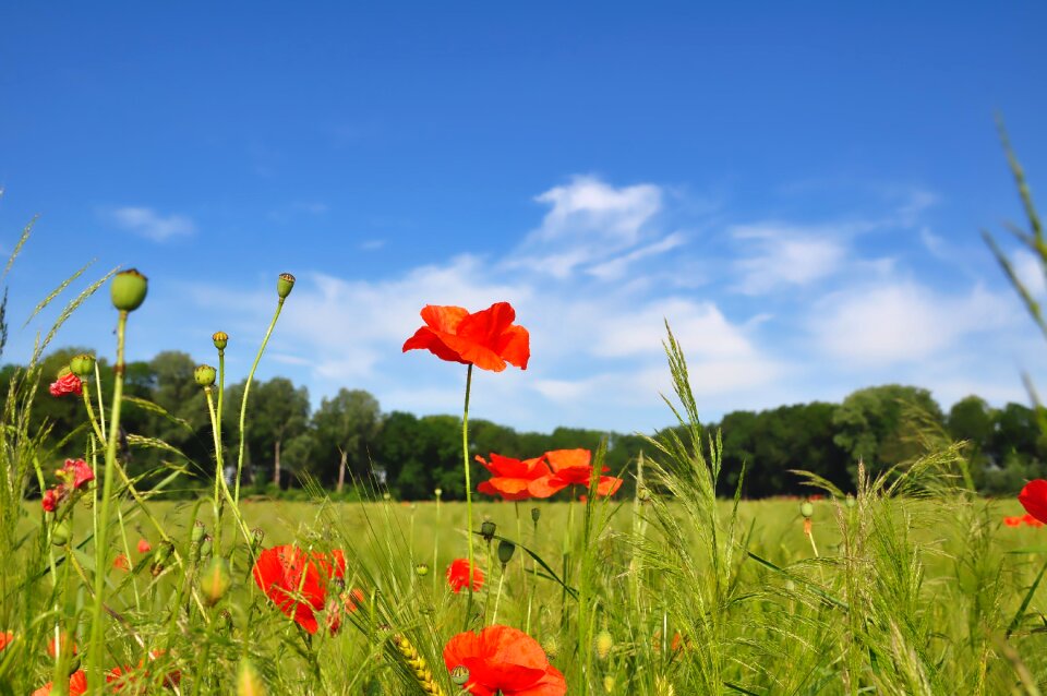 Cornfield poppies klatschmohn