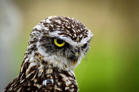 Bird animal nature