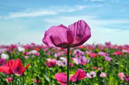 Blue poppy color colorful photo