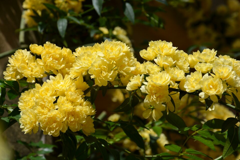 Yellow flower flowers spring