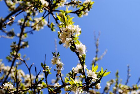 Apple tree season sky photo