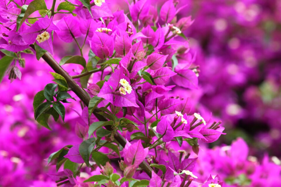 City bougainville lilac photo