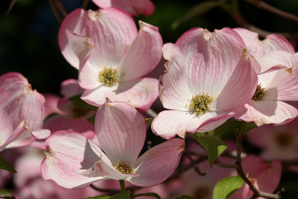 Ornamental apple tree flowers spring