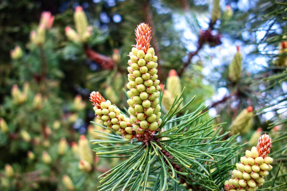 Flower tree pine tree