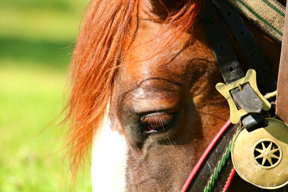 Detail eye close up