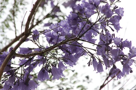 Greece blue flower