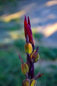Bloom blossom flower