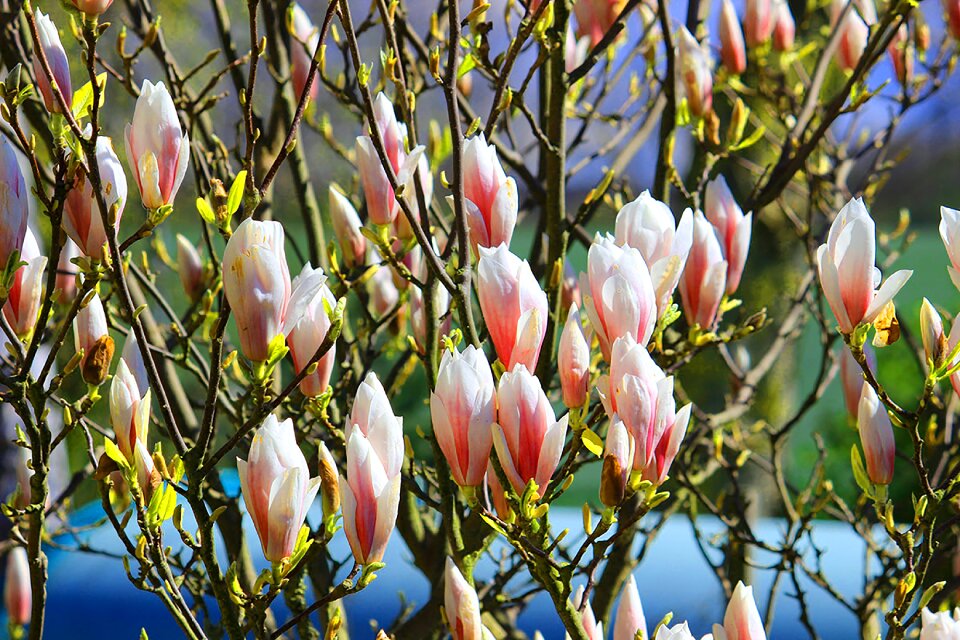 Flowers spring bright