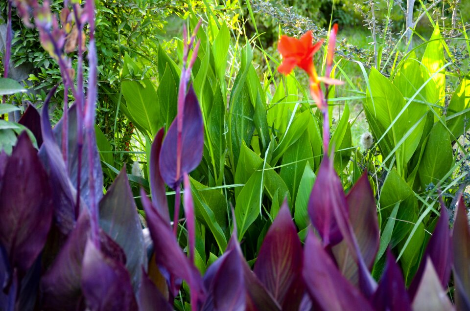 Bloom plant blossom