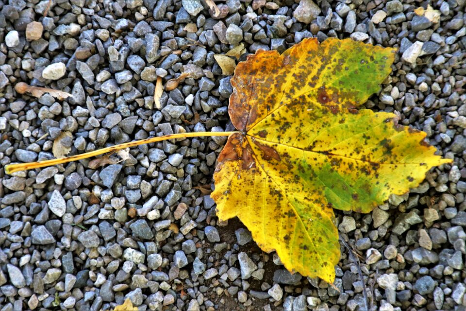 Autumn the background yellow