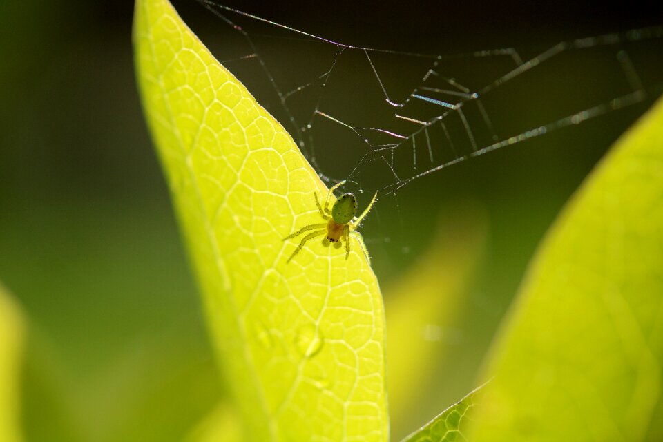 Insect macro nature